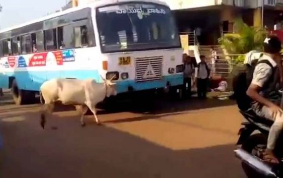 A cow is continue stopping bus since four year (2)