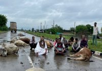 रायसेन में सड़क हादसे में 12 गायों की हुई मौत, धरने पर बैठे कंप्यूटर बाबा