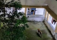 मेनिट कॉलेज कैंपस में घुसे बाघ का अब तक पता नहीं, प्रशासन की अपील- बेवजह बाहर न घूमे छात्र