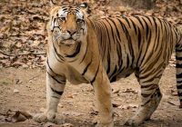 प्रदेश में असुरक्षित बाघ, डेढ़ महीने में हुई 9 बाघों की मौत