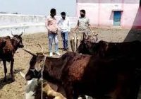 गोशाला में गायों के दम तोड़ने का आरोप