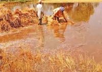 खेतों में डूबे अरमान:पानी में बहा सैकड़ों ​क्विंटल गेहूं, अंकुरित होने लगी फसल