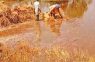 खेतों में डूबे अरमान:पानी में बहा सैकड़ों ​क्विंटल गेहूं, अंकुरित होने लगी फसल